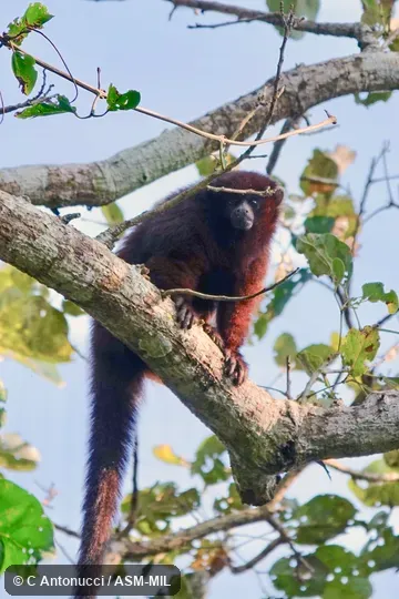 Formerly Callicebus olallae.  Also as Beni Titi Monkey|Olalla Brothers' Titi|Olallas' Titi Monkey.