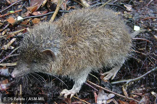 Formerly Erinaceomorpha.  Holotype.  FMNH 186805.