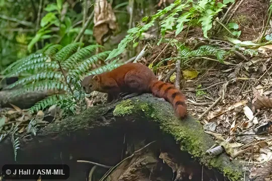 Also as Ring-tailed Vontsira, Vontsira, Vontsira Mena, Kokia, Vontsika.