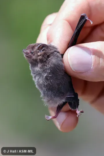 Formerly Emballonura tiavato.  Also as Rock-dwelling Sheath-tailed Bat.