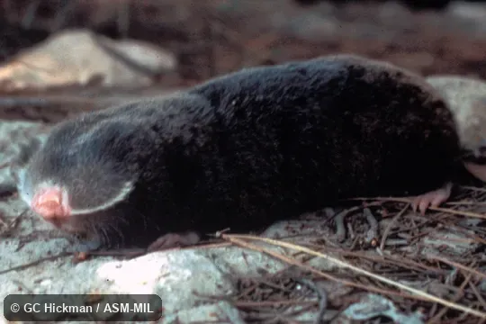 Side view.  Formerly Spalax ehrenbergi.  Also as Ehrenberg's Mole-rat|Palestine Mole-rat.