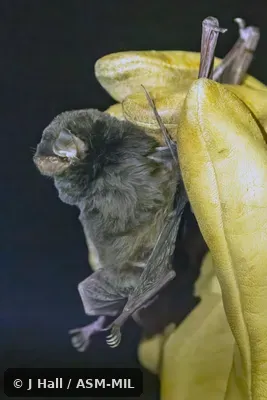 Also as Glen's Bent-winged Bat.  Formerly in Vespertilionidae.