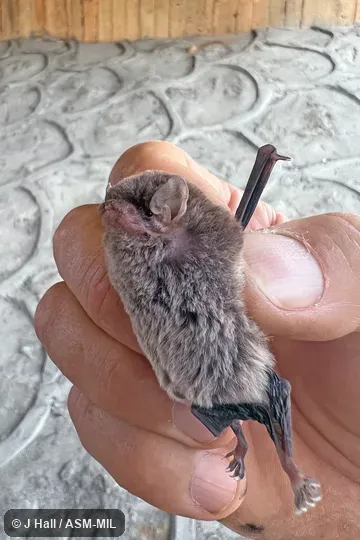 Formerly Miniopterus manavi griveaudi, Manavi Long-fingered Bat.  Also as Comoros Bent-winged Bat|Comoros Long-fingered Bat.  Formerly in Vespertilionidae.