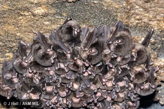 Also as Major's Bent-winged Bat.  Formerly in Vespertilionidae.