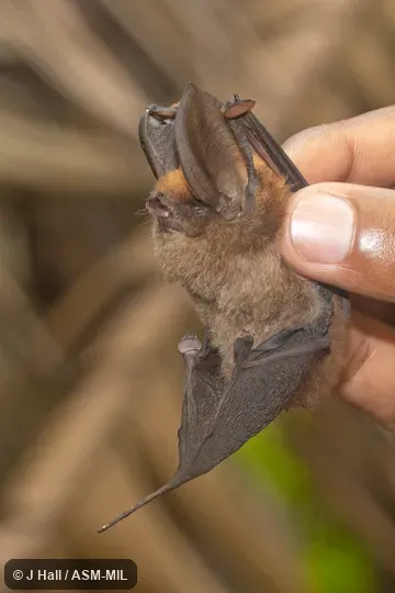 Also as Madagascar Sucker-footed Bat.