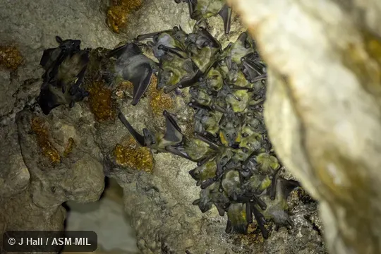 Also as Madagascar Straw Colored Fruit Bat|Malagasy Straw-colored Fruit Bat.