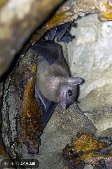 Also as Madagascan Rousette|Madagascar Rousette.