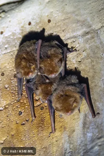 Formerly as Myotis goudoti.