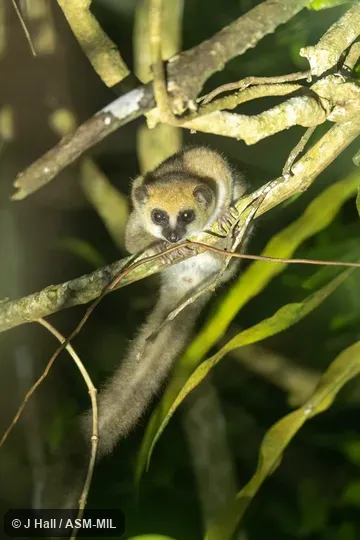 Also as Andy Sabin's Dwarf Lemur.