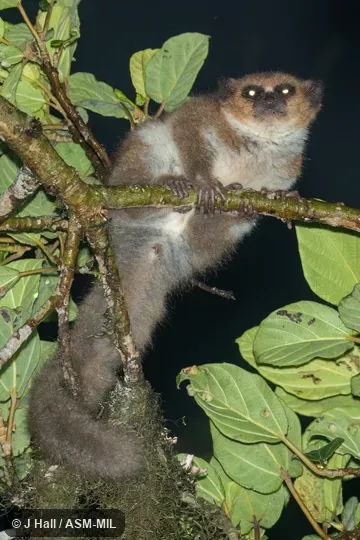 Also as Andringitra Dwarf Lemur|Haute Matsiatra Dwarf Lemur.