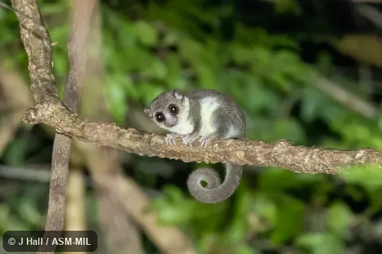 Also as Sheth's Dwarf Lemur.