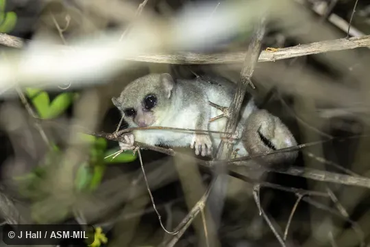 Also as Sheth's Dwarf Lemur.