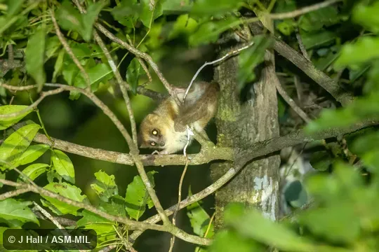 Also as Arnhold's Mouse Lemur.