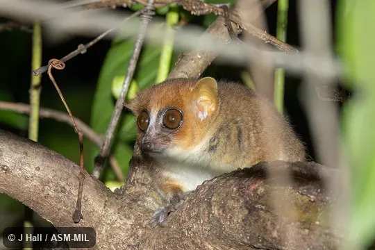 Also as Claire's Mouse Lemur.