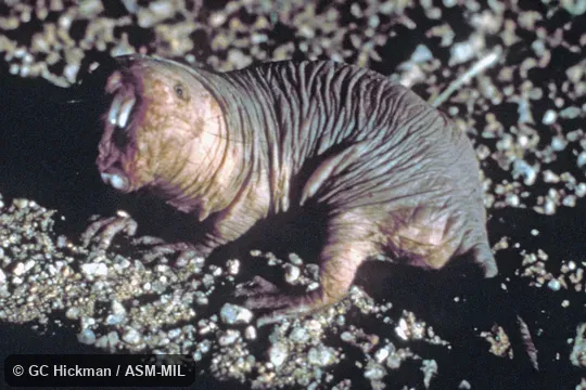 Side view of open mouth, showing incisors.  Also as Desert Mole Rat|Sand Puppy.
