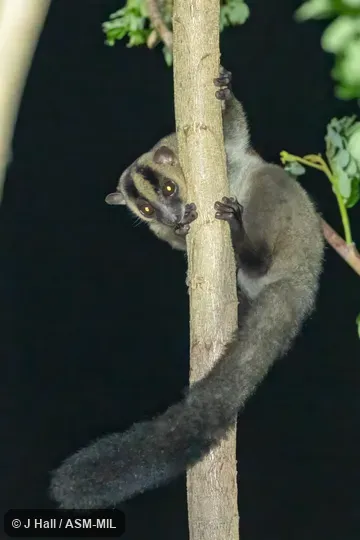 Also as Pariente's Fork-crowned Lemur|Pariente's Fork-marked Lemur.