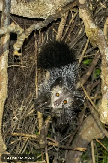Individual of 1000929