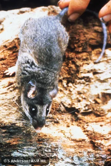 Dorsal view of adult male.  Formerly Peromyscus mexicanus.  Also as Peromyscus nudipes.