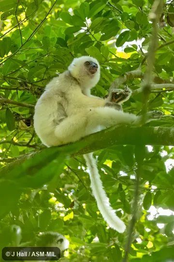 Formerly Propithecus diadema candidus, Diademed Sifaka.  Also as Silky Simpona.