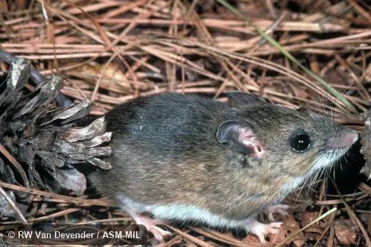 Side view, adult male.  Also as Cotton Mouse.