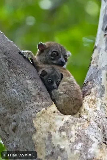 Also as Ankarana Weasel Lemur.
