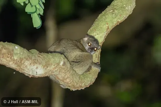 Also as Back-striped Sportive Lemur|Gray-backed Sportive Lemur|Mittermeier's Sportive Lemur.