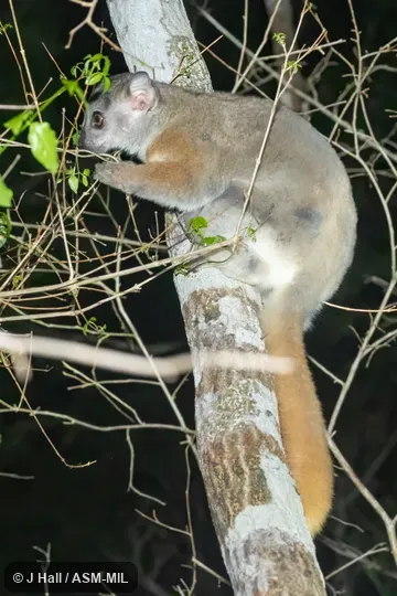 Also as Red-tailed Weasel Lemur.