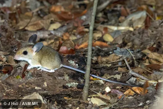 Also as Lesser Big-footed Mouse|Western Big-footed Mouse|Western Forest Mouse.