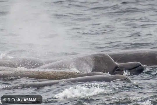 Formerly in order Cetacea.  Also as Giant Bottle-nosed Whale|North Pacific Bottlenose Whale|Northern Four-toothed Whale.