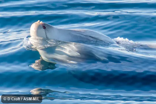Formerly in order Cetacea.  Also as Goose-beaked Whale, Goosebeak Whale.