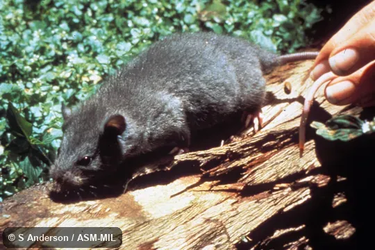 Side view, subadult male