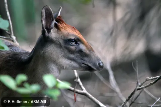 Formerly Cephalophus adersi.  Also as Zanzibar Duiker.