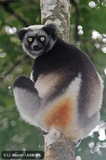 Individual of 1000981