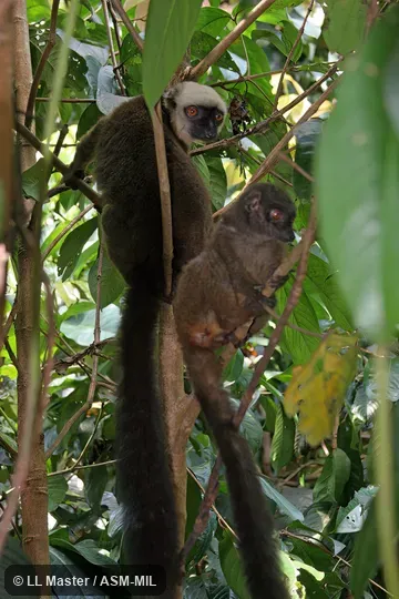 Also as White-fronted Lemur, White-headed Brown Lemur, White-headed Lemur.