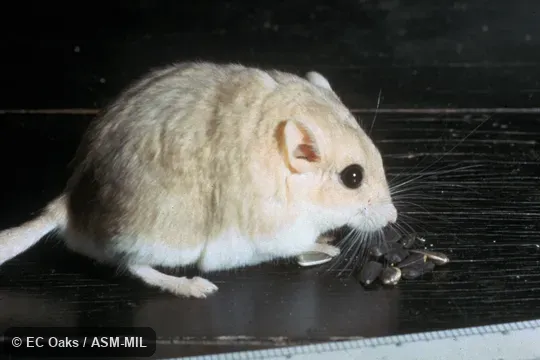 Side view of captive adult female.  Also as Fat-tailed Gerbil.