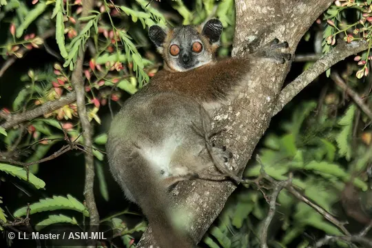 Also as Red-tailed Weasel Lemur.