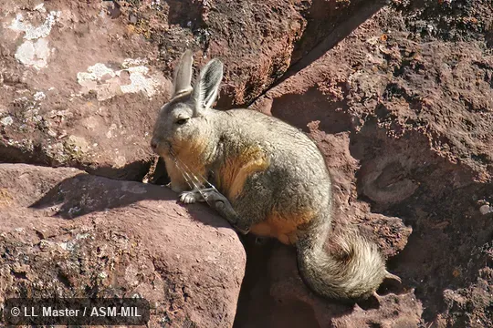Also as Mountain Viscacha, Southern Viscacha, Southern Mountain Viscacha.