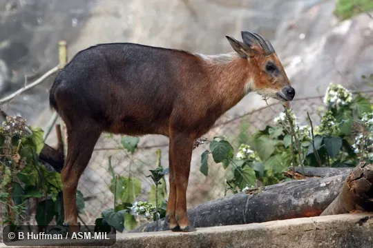 Also as Arakan Serow|Burmese Red Serow.