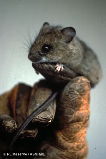 Hand-held animal.  Also as Chilean Tree Rat|Large-footed Irenomys.