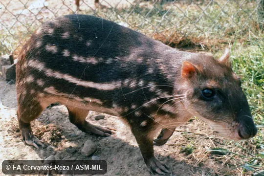 Oblique view, showing feet. Also as Paca|Spotted Paca. Oblique view, showing feet. Also as Paca|Spotted Paca.