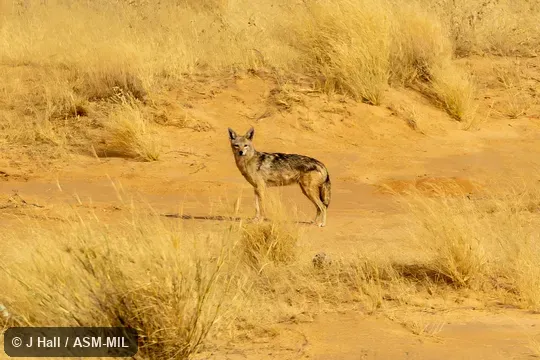 Formerly Canis aureus, Golden Jackal.  Also as Canis anthus.  Also as African Golden Wolf, African Wolf, Egyptian Wolf.
