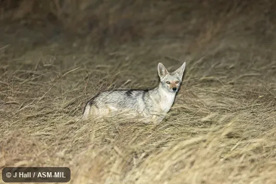 Formerly Canis aureus, Golden Jackal.  Also as Canis anthus.  Also as African Golden Wolf, African Wolf, Egyptian Wolf.