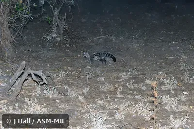 Also as Common Small-spotted Genet.