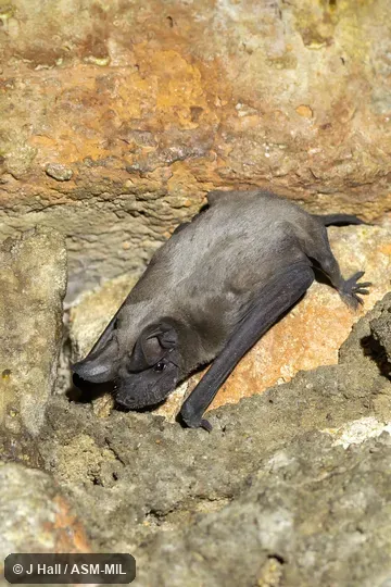 Also as Midas Bat|Midas Groove-cheeked Bat|Midas Mops Bat|Sundevall's Free-tailed Bat.