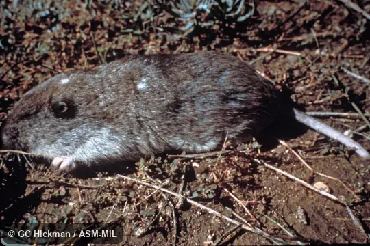 Side view.  Also as Vancouver Pocket Gopher.