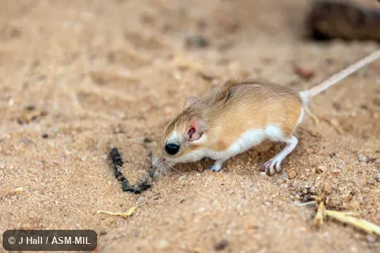 Also as Henley's Gerbil|Henley's Pygmy Gerbil.