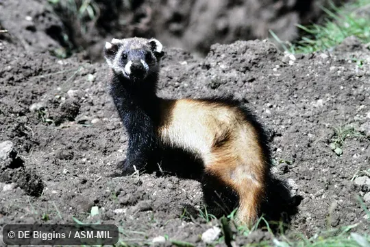 Mustela eversmanii michnoi.  Formerly Mustela eversmanii tiarata.