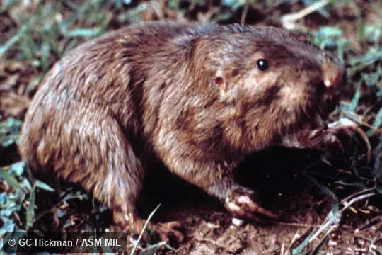 Side view, showing feet.  Also as Mississippi Valley Pocket Gopher.