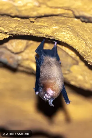 Also as Temminck's Asian Trident Bat|Trident Leaf-nosed Bat.