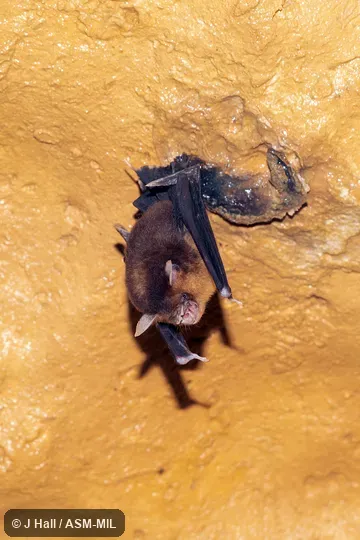 Also as Temminck's Asian Trident Bat, Trident Leaf-nosed Bat.